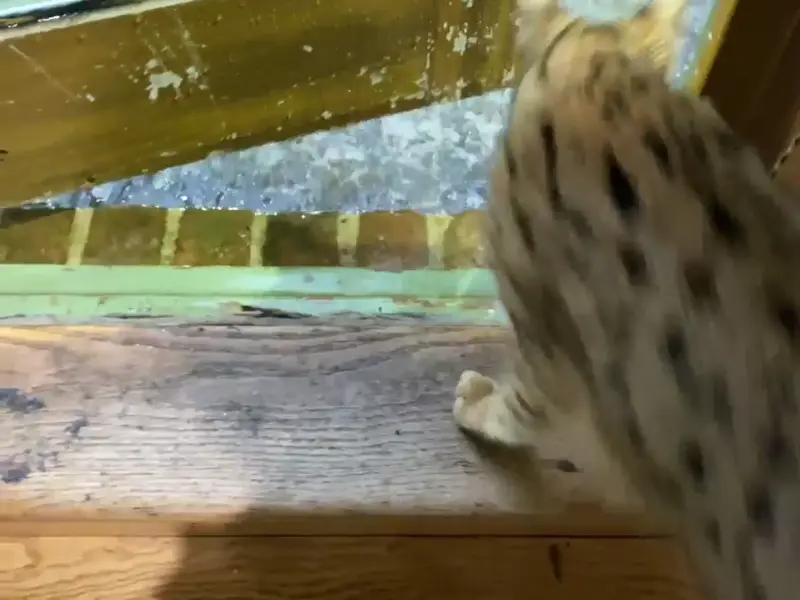 Animated Kitty
